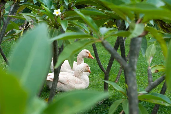 Geese among the frangipani