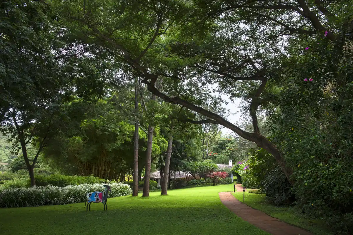 Shaded garden path beneath old trees