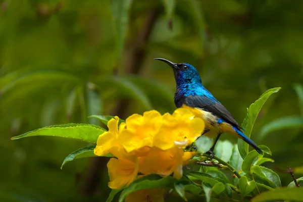 Sunbird perched on yellow blossoms