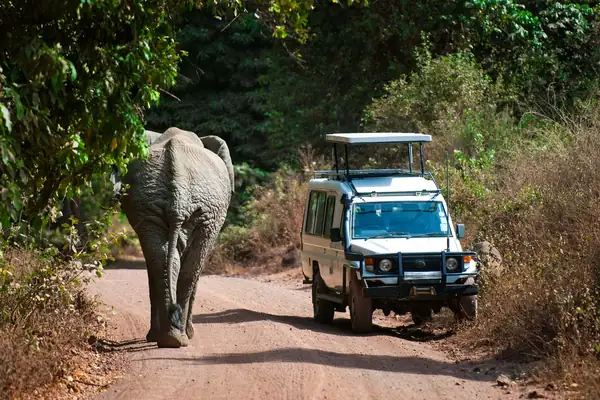 Elephant walking ahead of a safari vehicle in Lake Manyara