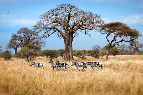 Zebra beneath baobab trees in Tarangire